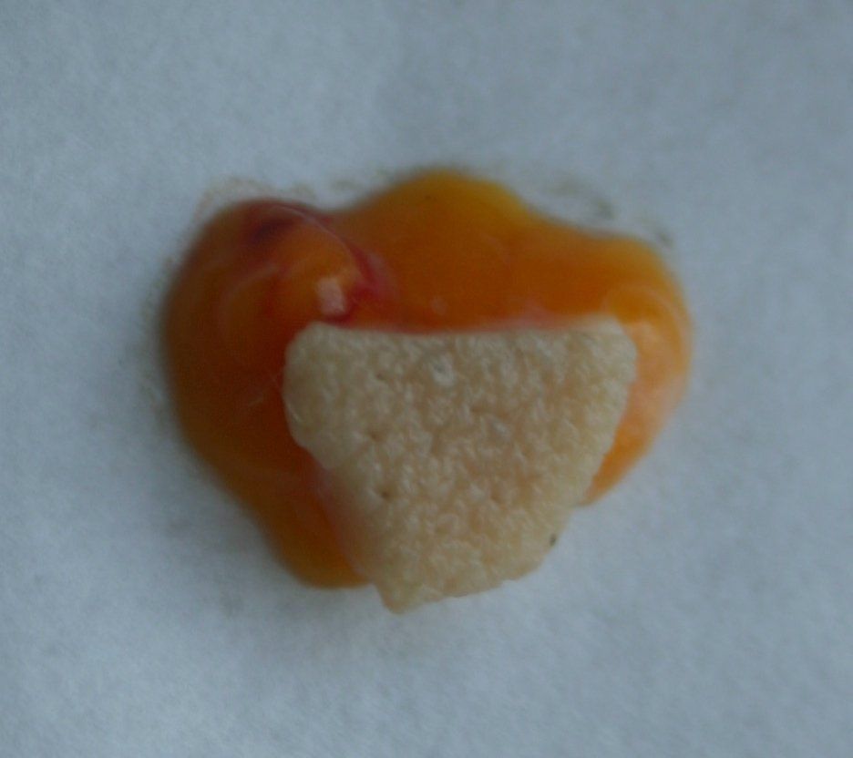 A beige, triangular object surrounded by orange liquid, on a white surface.