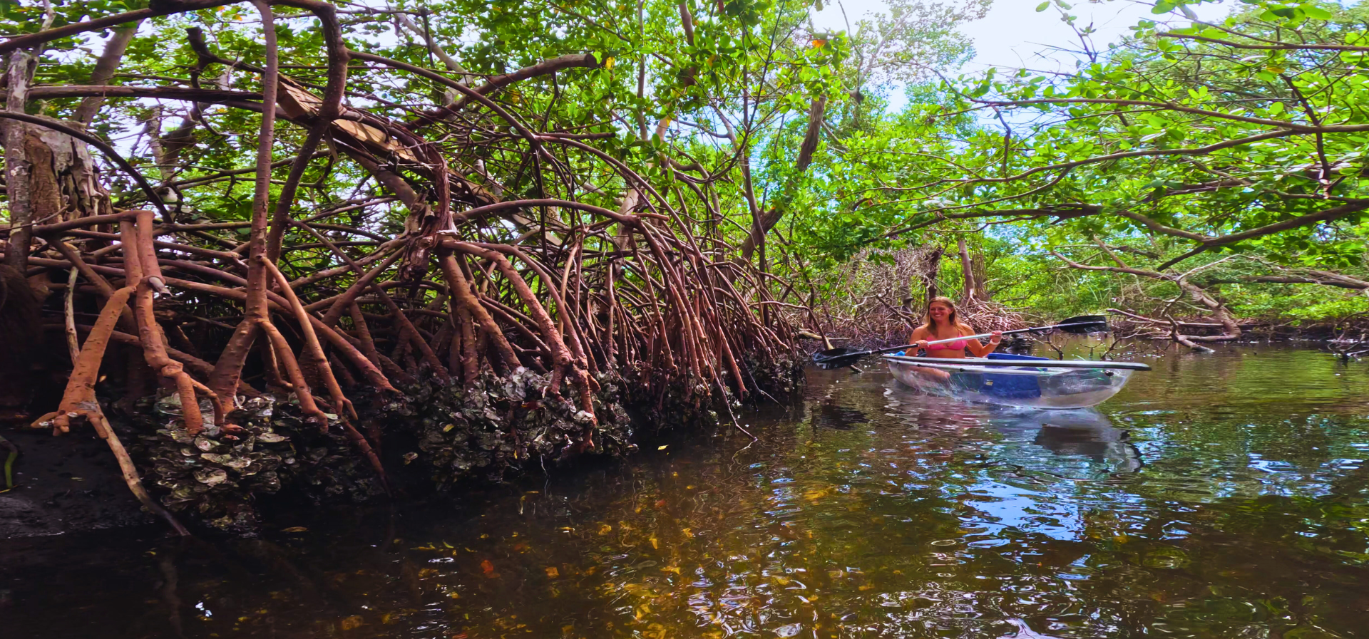 Large mangrove vines clumped with clams, oysters and barnacles coming up from the water. Small creek with a woman paddling a clear kayak.