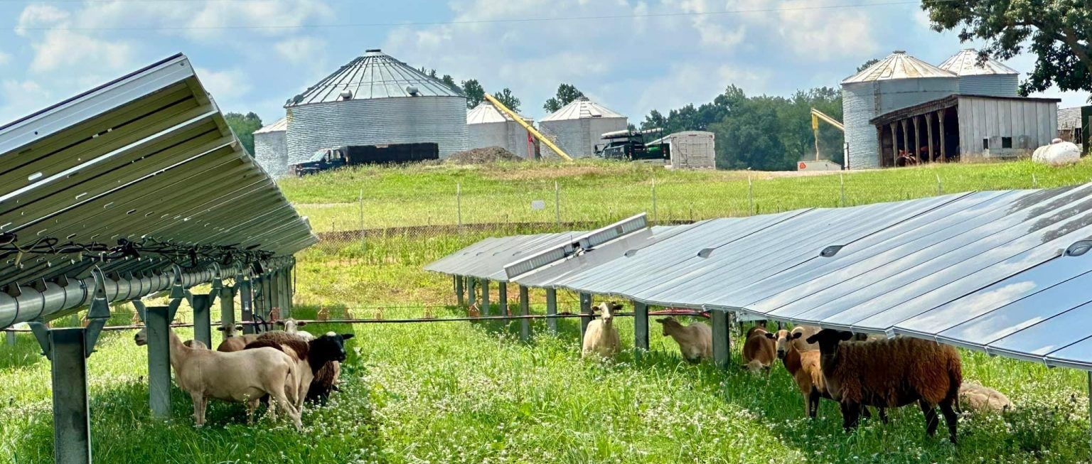 Sheep graze in a pasture beneath solar panels, with grain silos and farm buildings visible in the background.