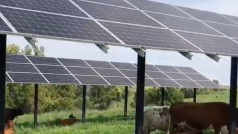 Cattle graze on green grass under elevated solar panels on a sunny day.