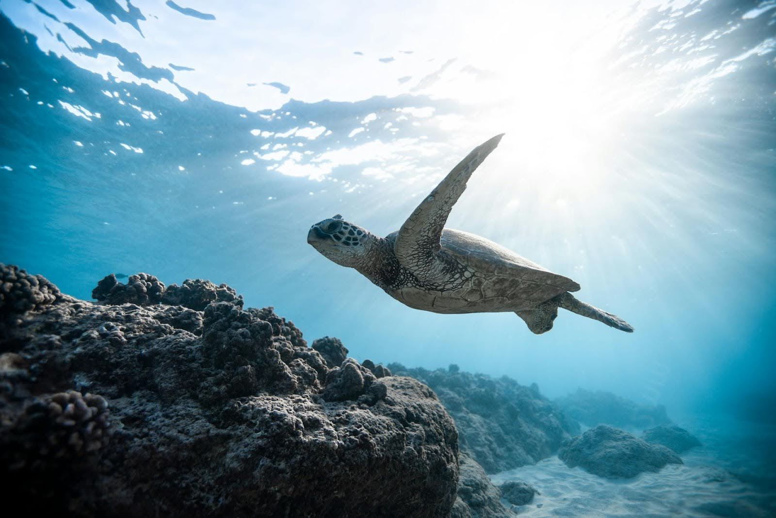 Sea turtle swimming under the water.