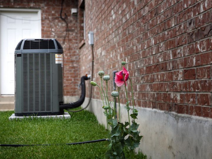 Pink rose bush beside a house wall near an outdoor air conditioner unit
