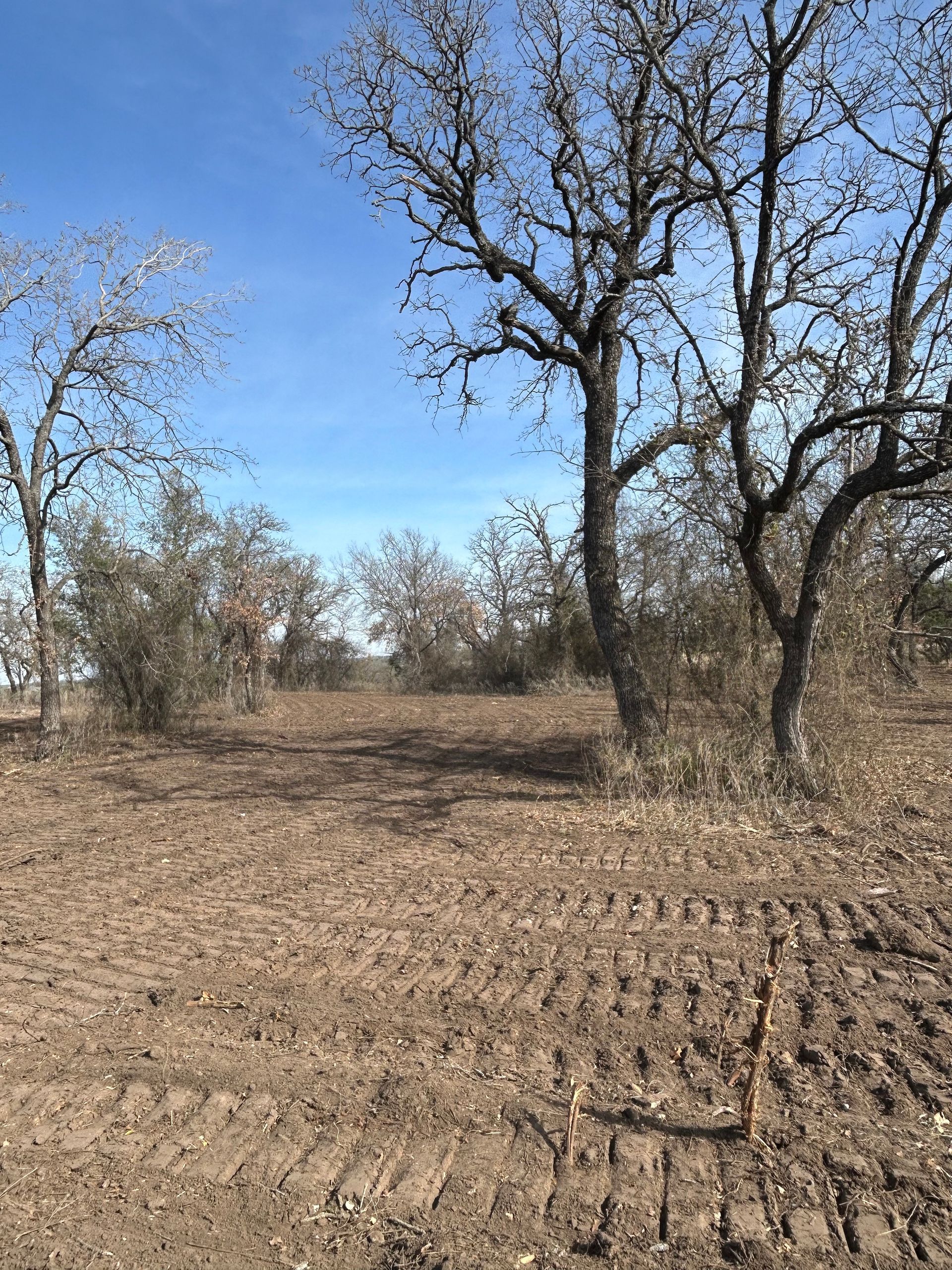 Bare trees stand in a field of dry, brown earth with visible tire tracks under a clear blue sky.