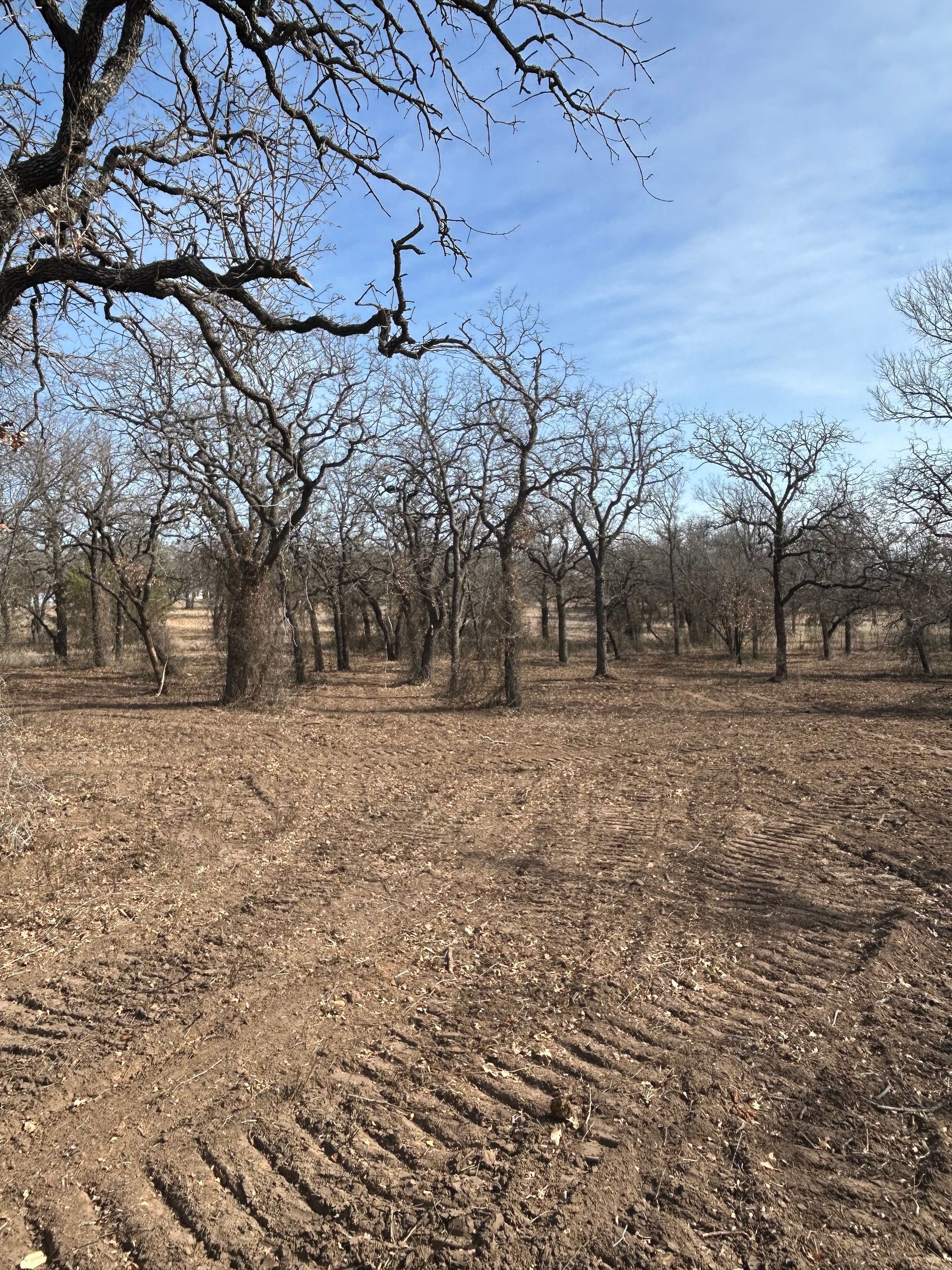 A grove of bare, dormant trees in a field with soil showing distinct tractor tire tracks under a clear blue sky.