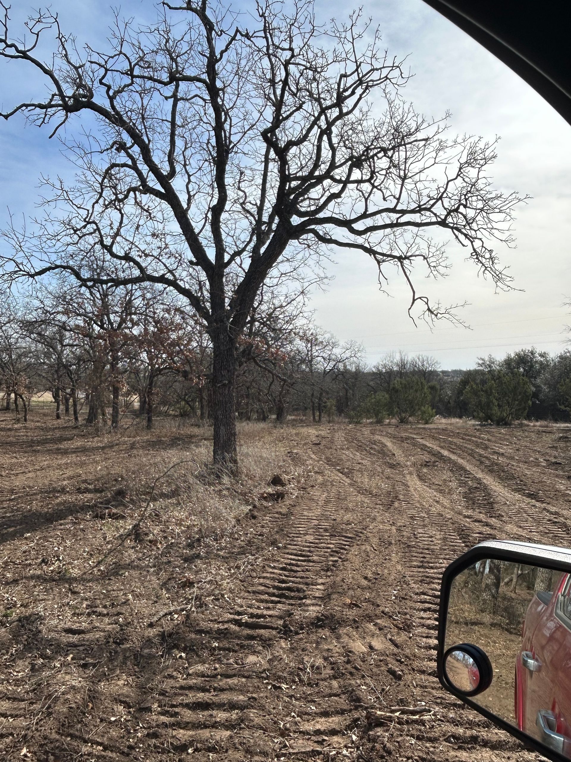 A large, bare tree stands in a field with soil tracks from heavy machinery, viewed from inside a vehicle.