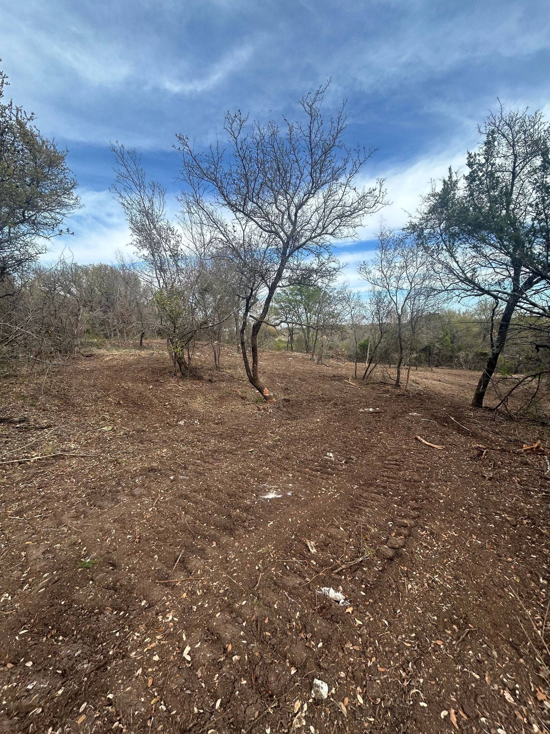 A sparse, sunny woodland scene with thin, bare trees over rocky, brown soil under a partly cloudy blue sky.