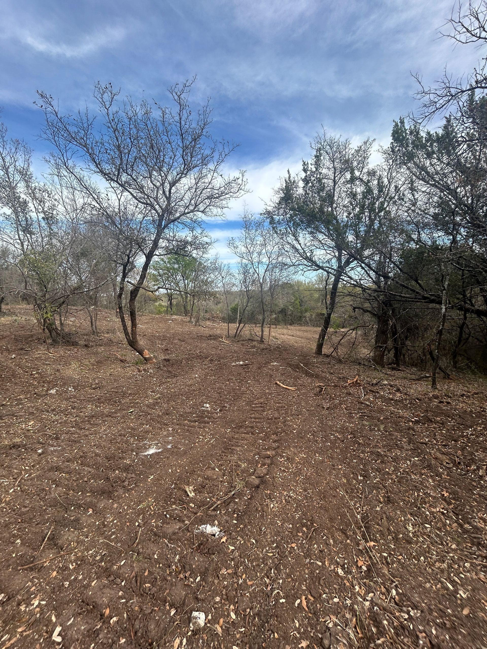 A rocky, sparsely vegetated field with thin, dry trees under a bright blue sky.