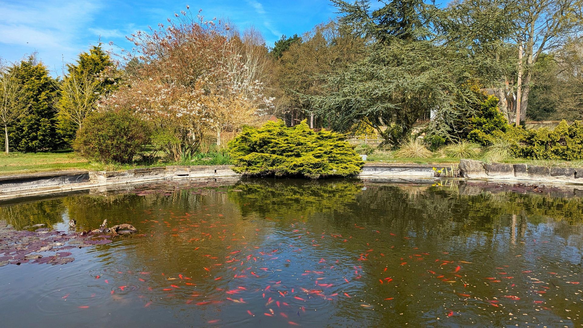A stone-rimmed pond with many orange goldfish swimming beneath the surface, set in a sunny park with trees and shrubs.