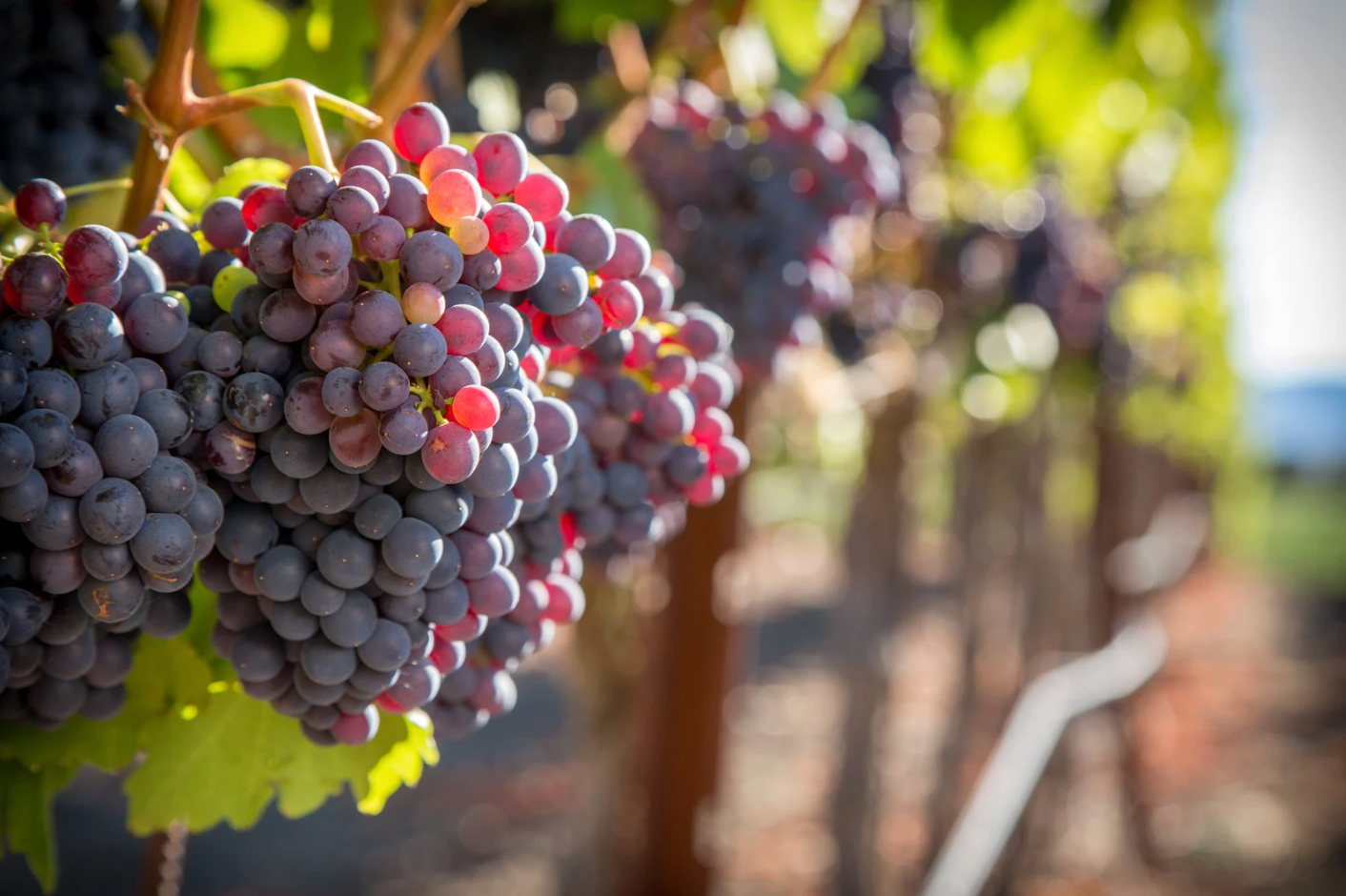 Ripe purple and red grapes hanging on a vine in a sunlit vineyard