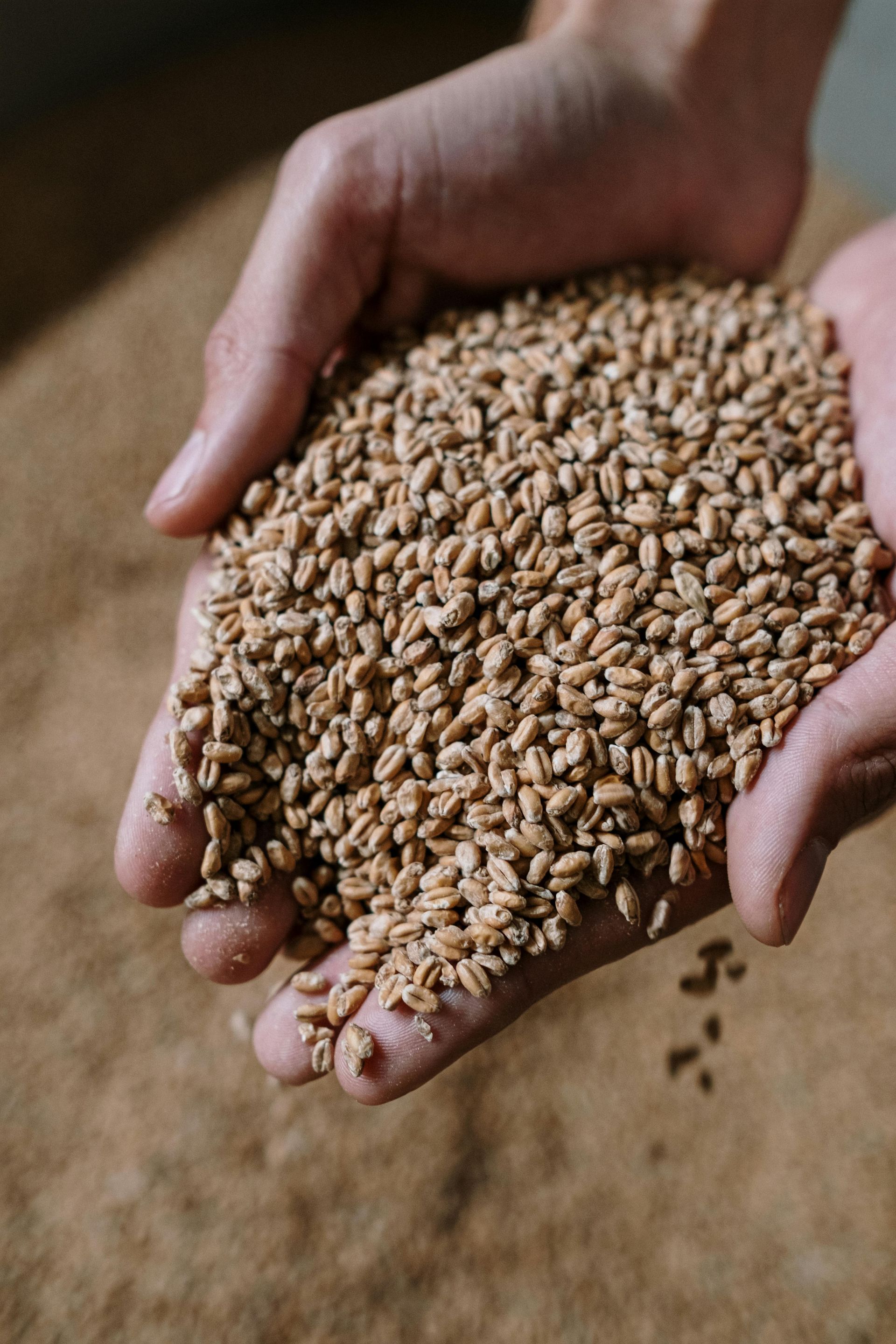 Hands holding a pile of wheat grains over a grain-filled background.