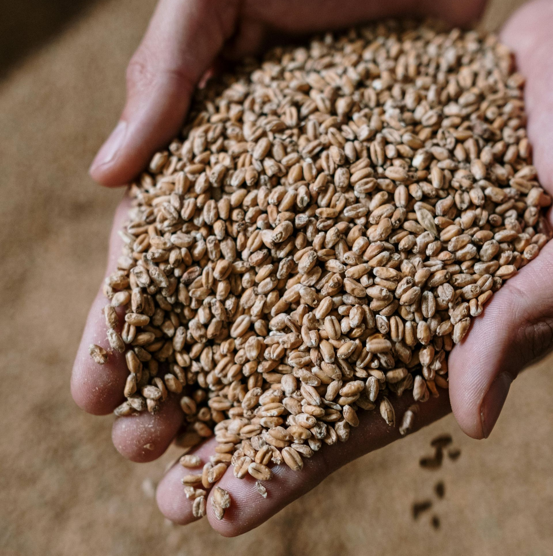 Hands holding a mound of wheat grains over a burlap surface
