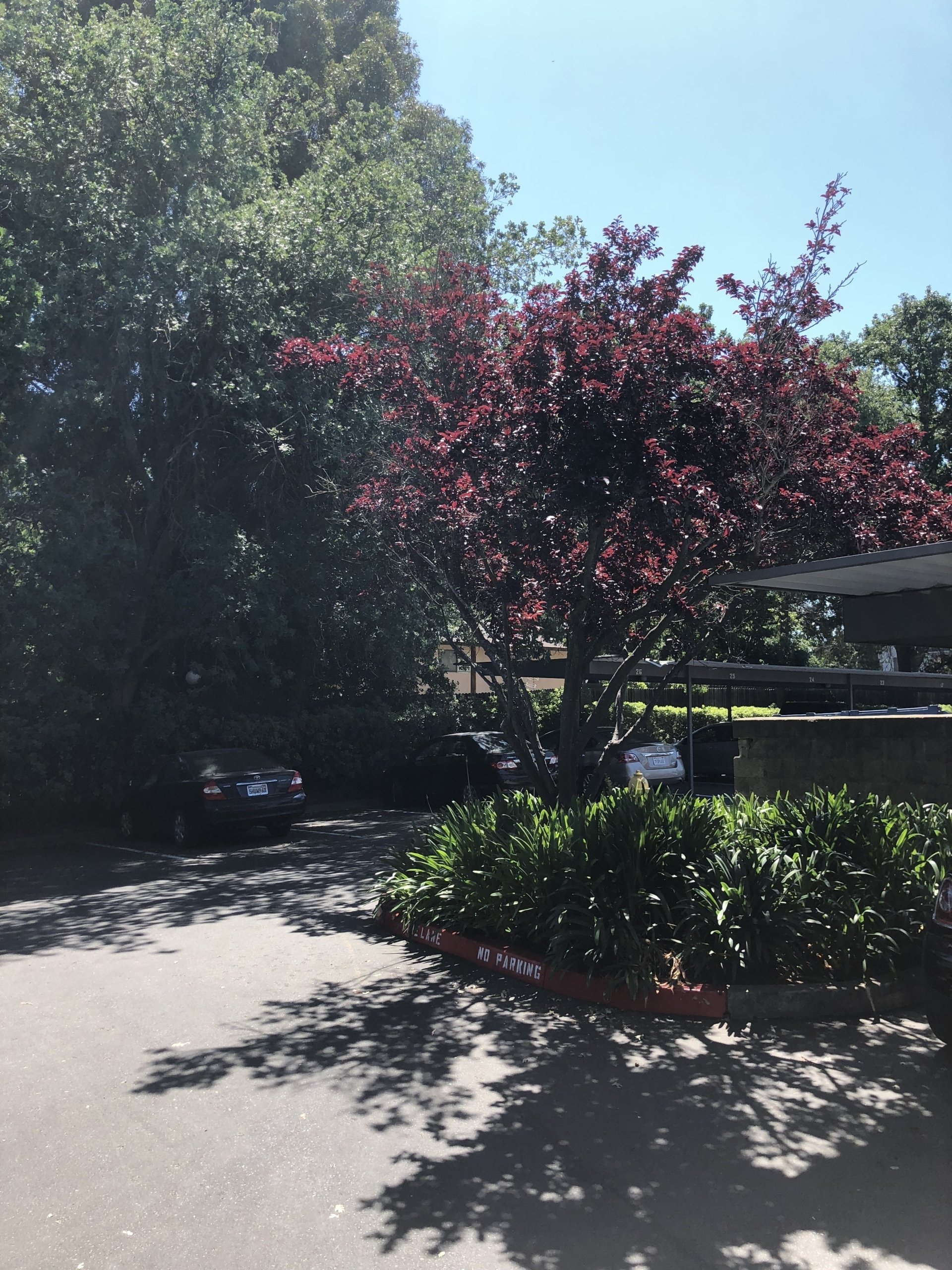 Hillgrove Creek Apartments