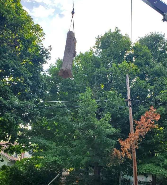 Tree Trimming & Stump Grinding | Shelbyville, MI | Dan's Tree Service