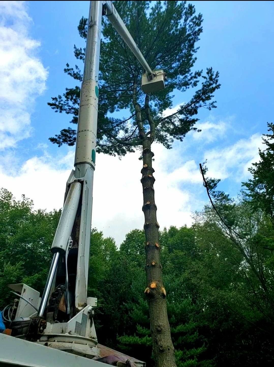 Gallery | Shelbyville, MI | Dan's Tree Service