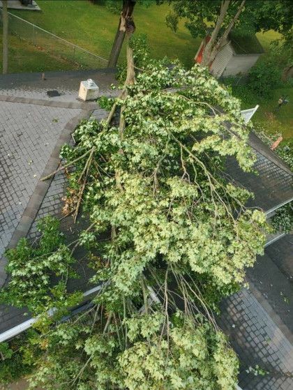 Tree Trimming & Stump Grinding | Shelbyville, MI | Dan's Tree Service