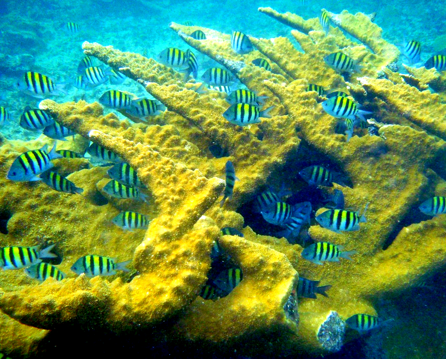 Sargent Major swimming around elkhorn coral