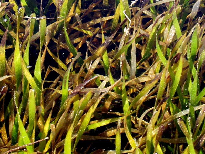 Turtle grass on shores of Costa Maya