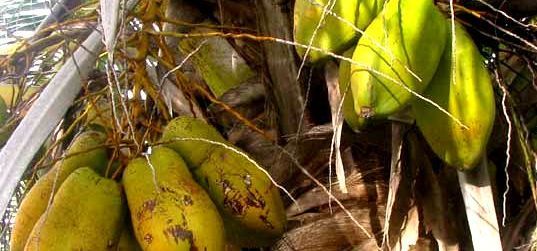 Coconuts Coconuts hanging from coconut palm