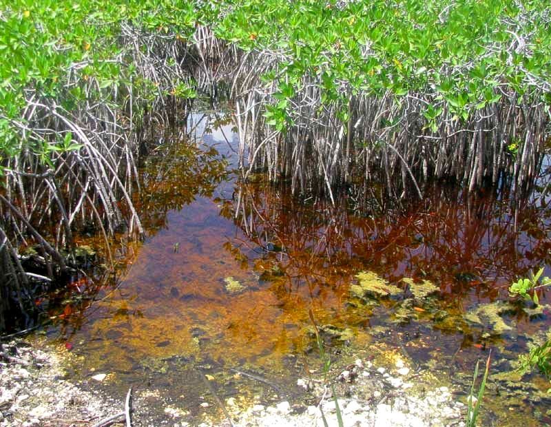 Mangroves on the Costa Maya