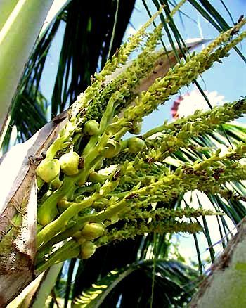 Chit Palm flowers from Mayan Beach Garden