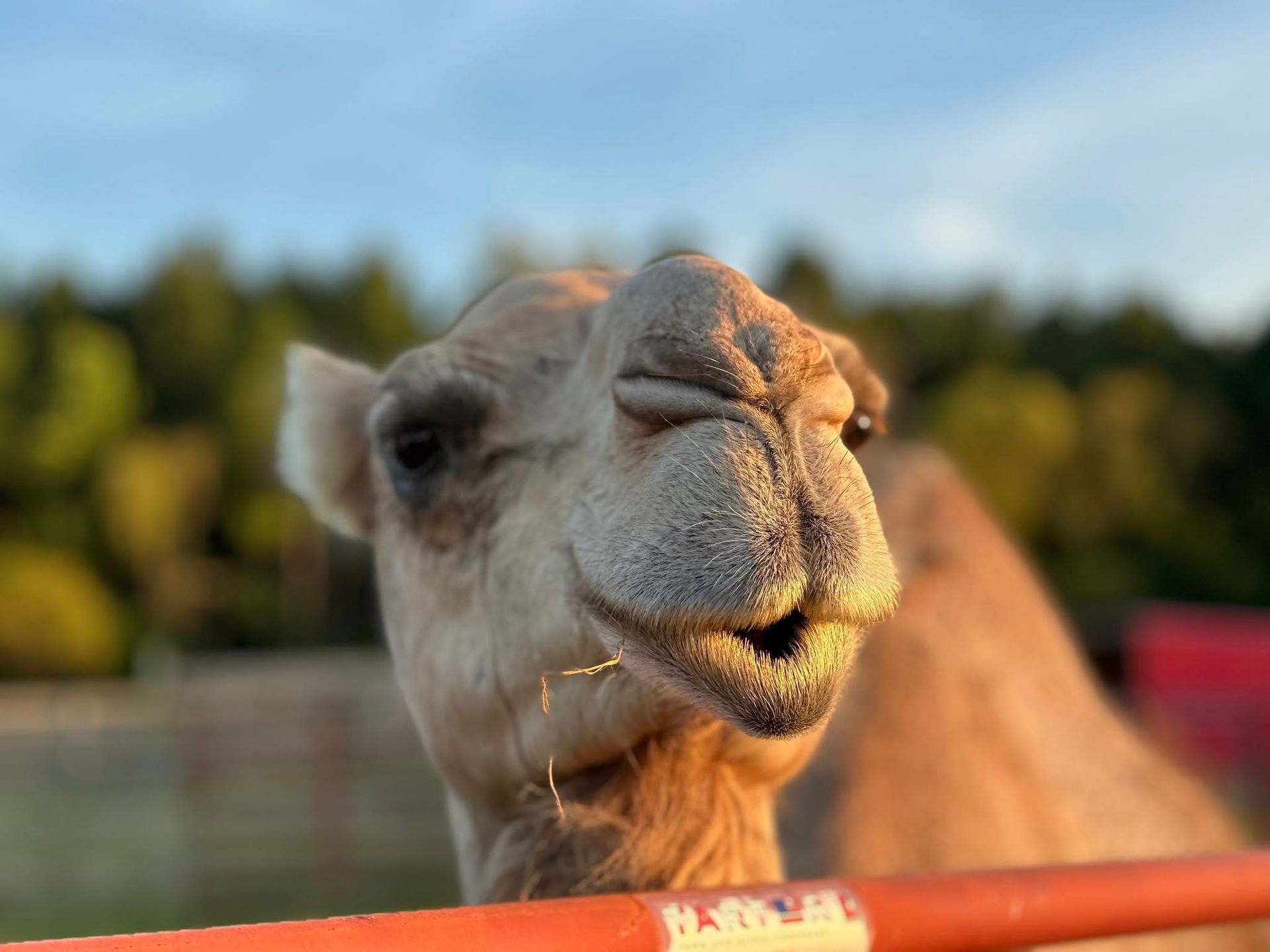 Close-up of a camel with eyes closed in a sunny outdoor field
