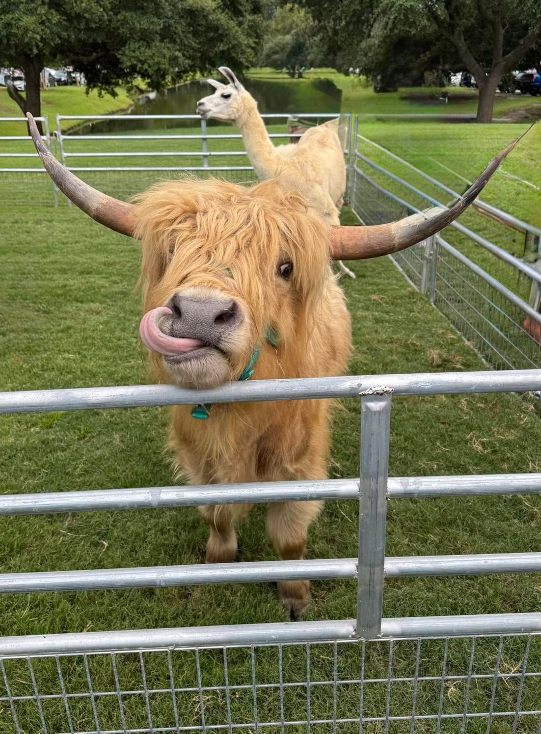 Fluffy highland cow with long horns and a llama behind it at a fenced grassy field