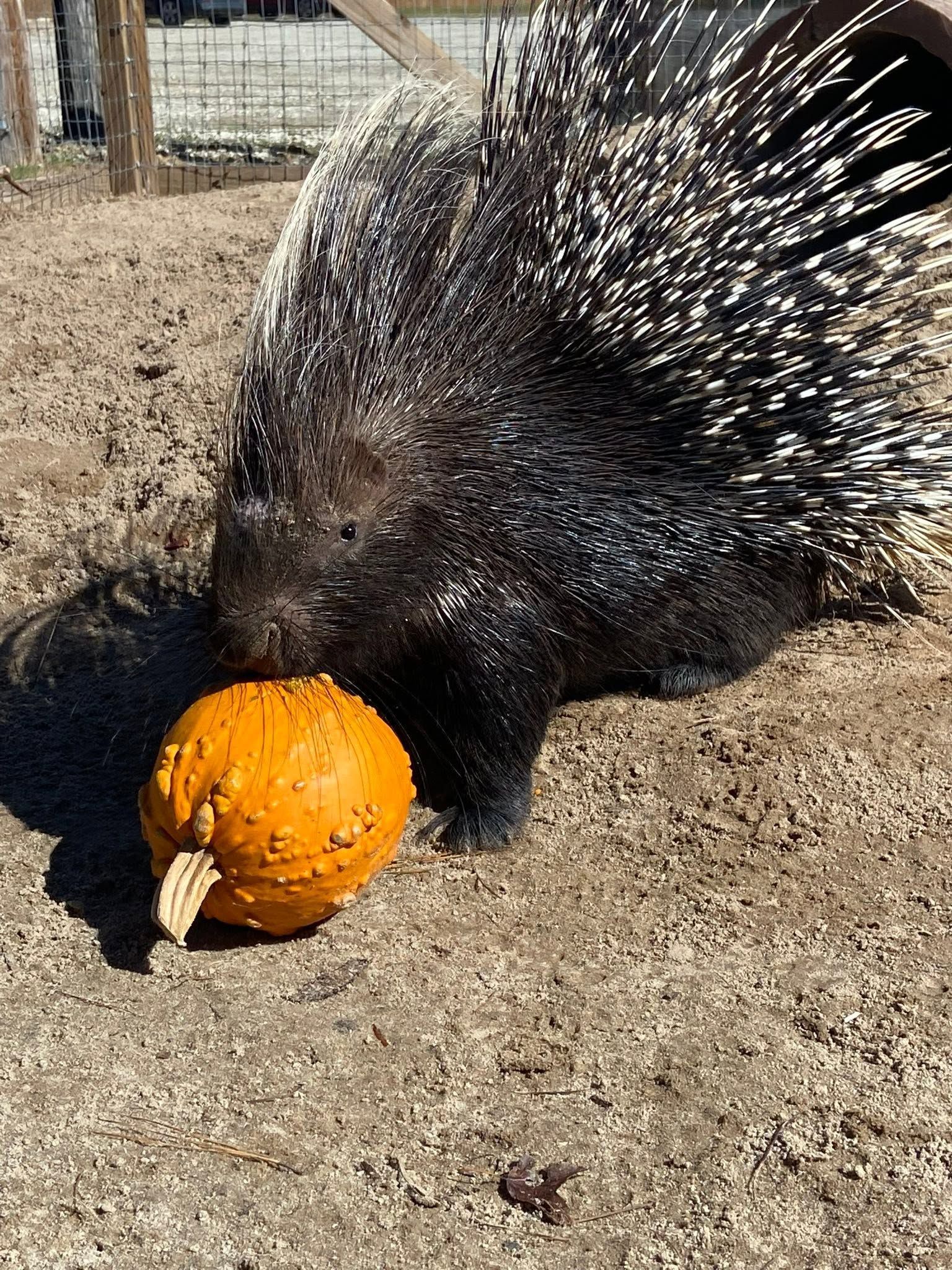 Porcupine sniffing a small orange pumpkin on sandy ground outdoors