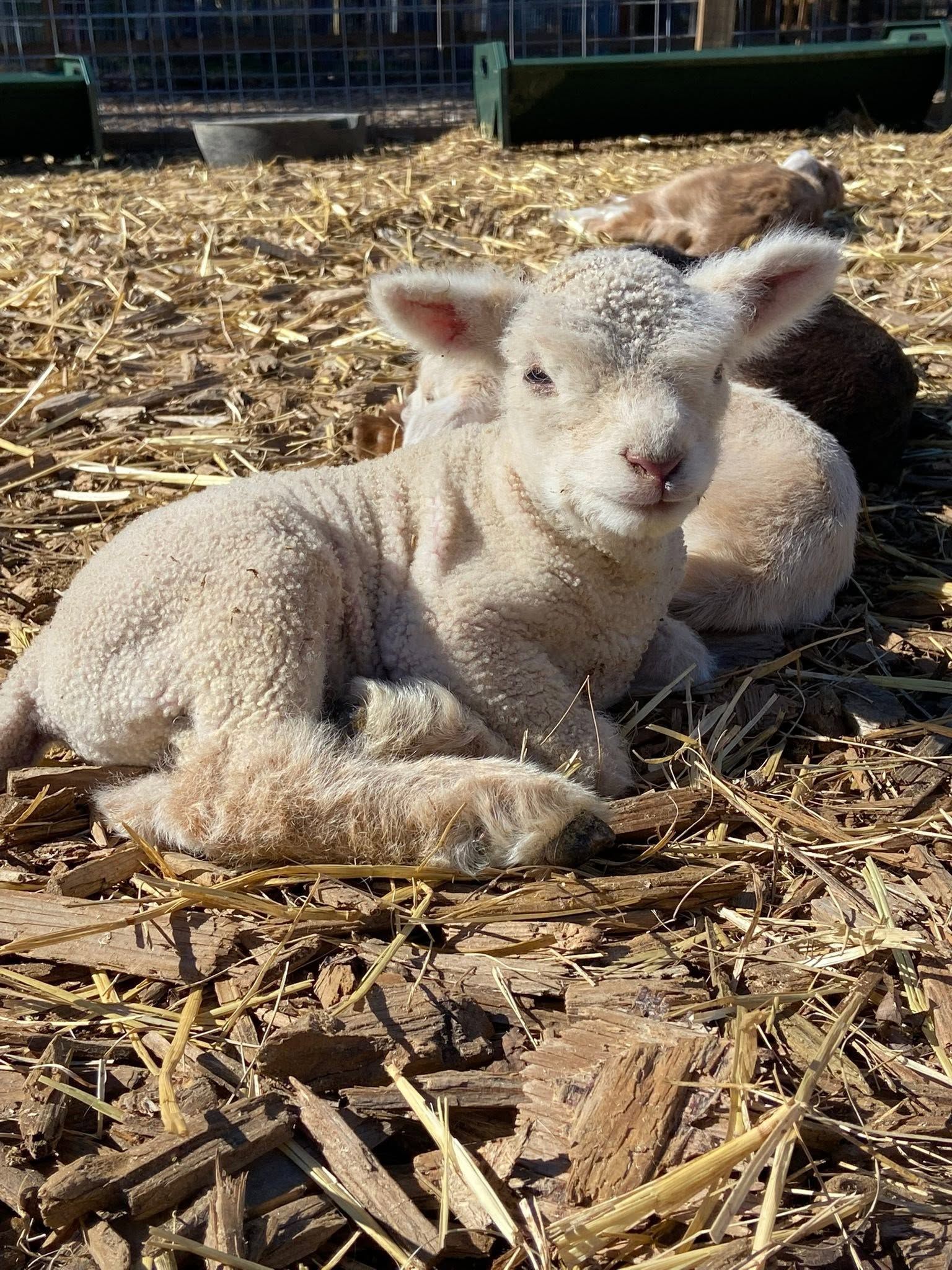 Two fluffy lambs resting on straw in a sunlit pen