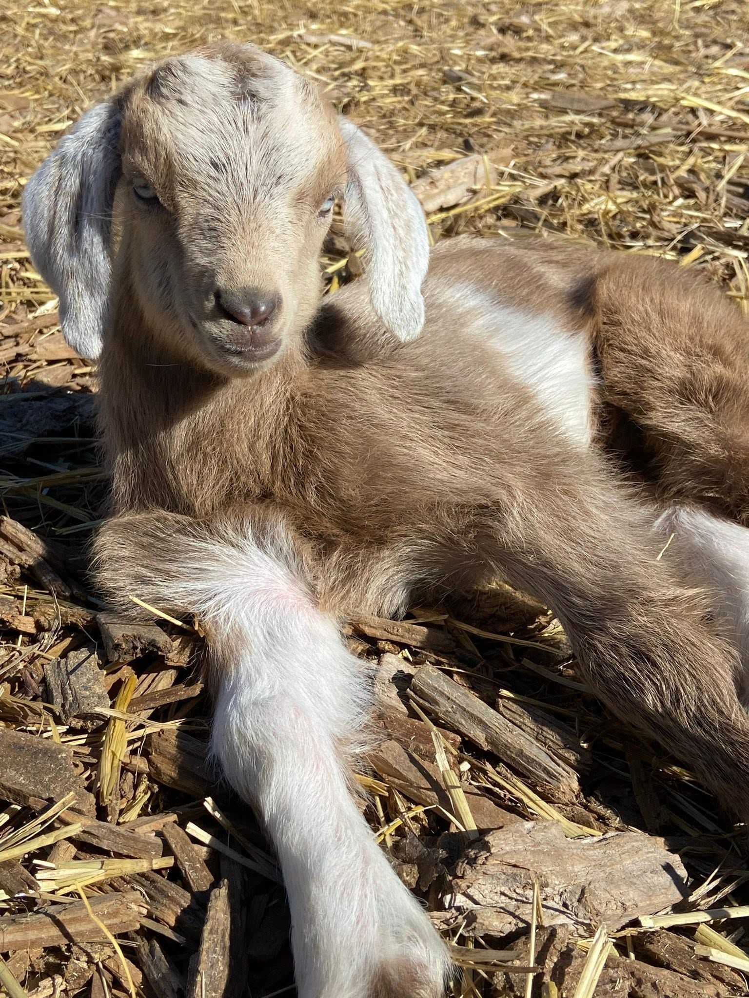 Baby goat lying on straw, brown and white coat, looking at the camera