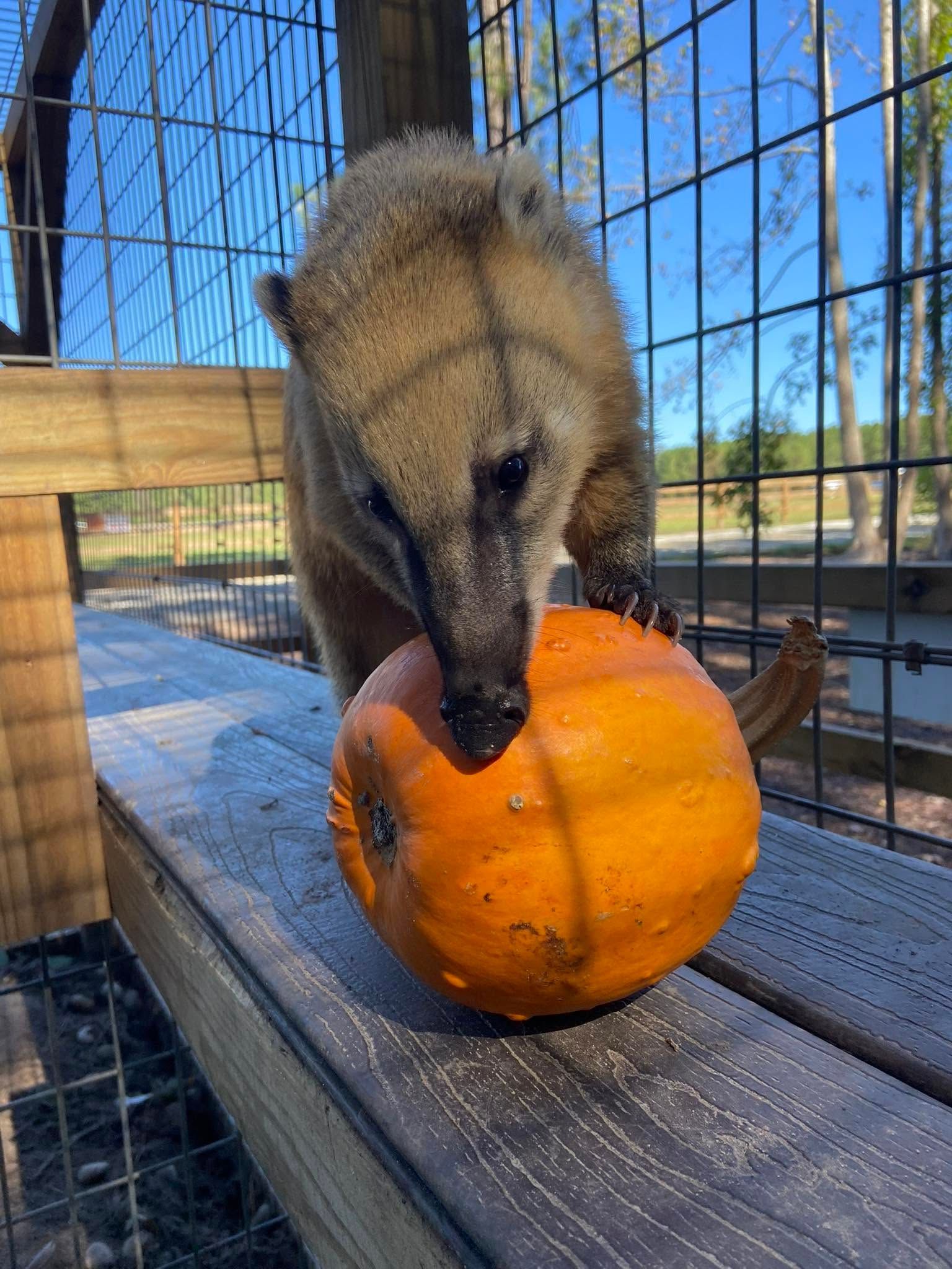 Brown coati sniffing an orange pumpkin inside a wire enclosure outdoors