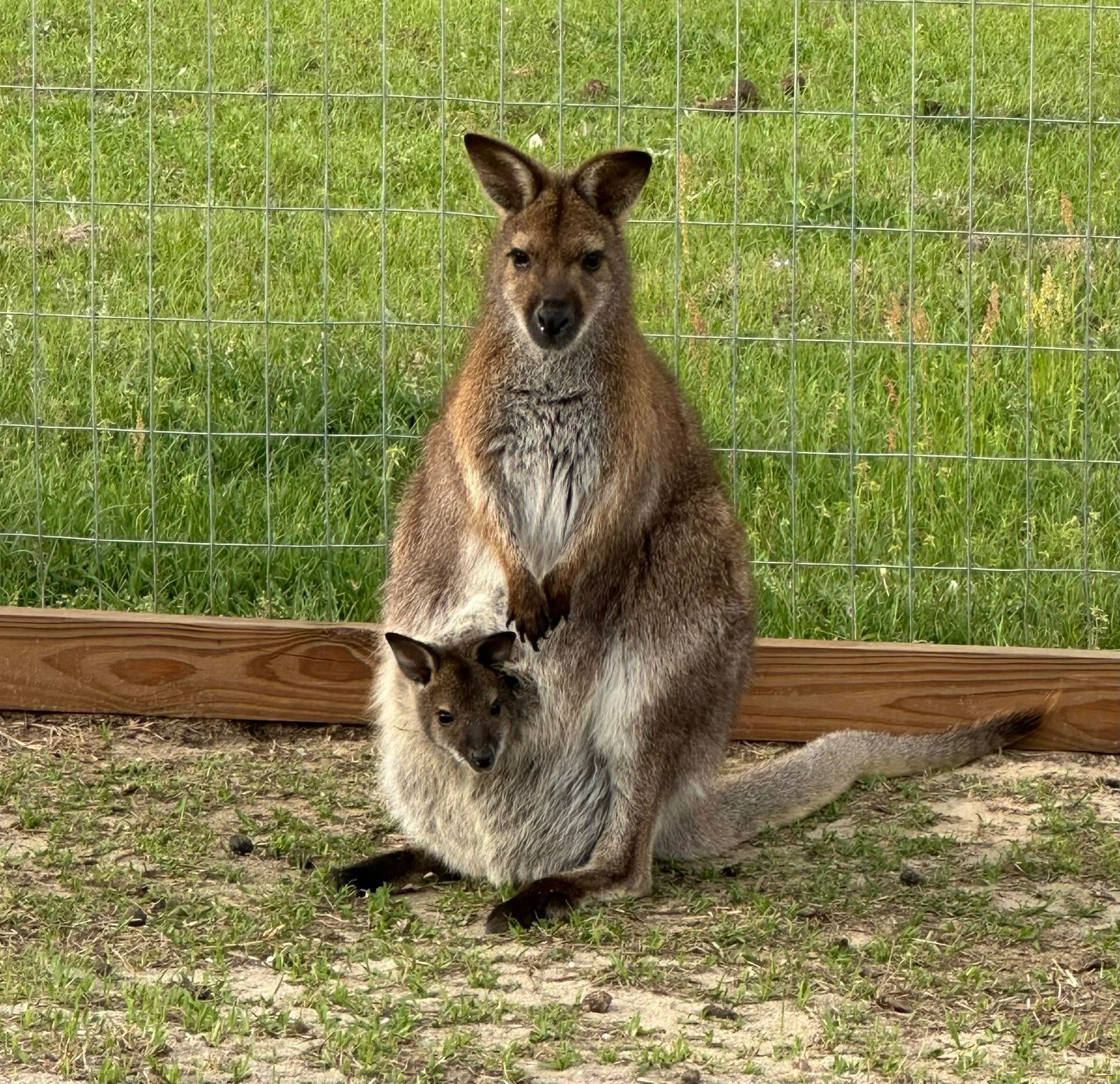 Brown kangaroo standing upright on grass in a fenced enclosure, holding a joey in its pouch