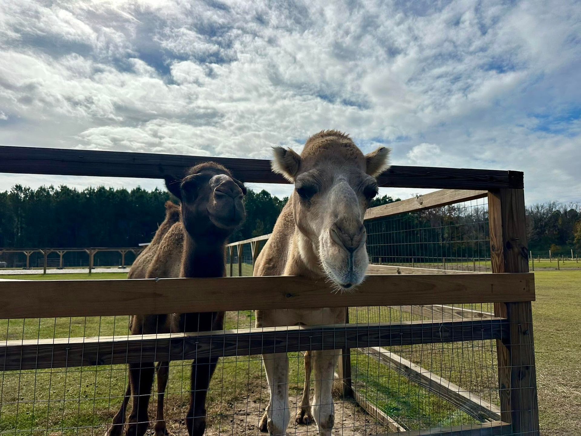 Two goats behind a wooden fence in a grassy field under a cloudy sky.