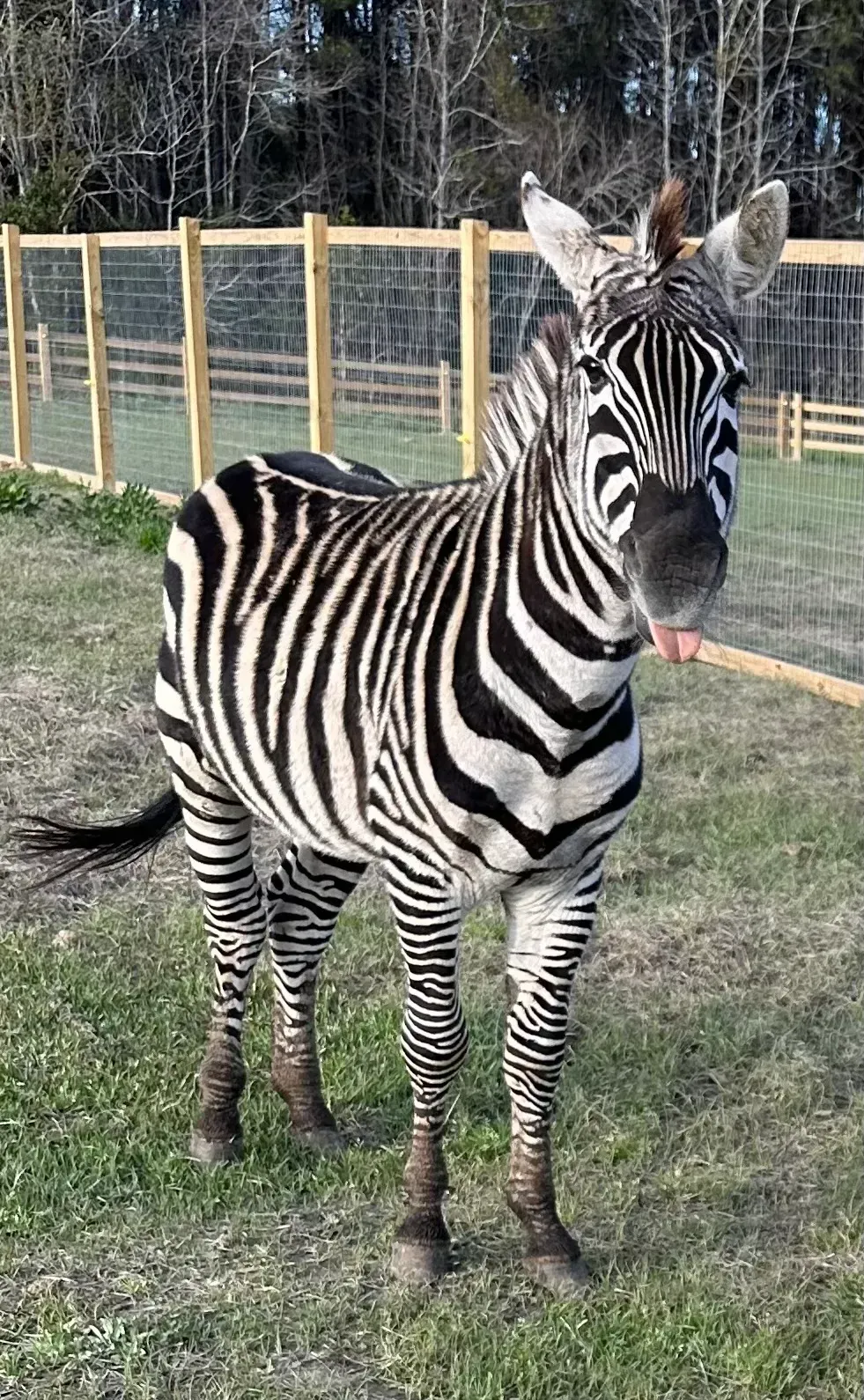 Zebra standing on grass near a wooden fence, facing the camera.