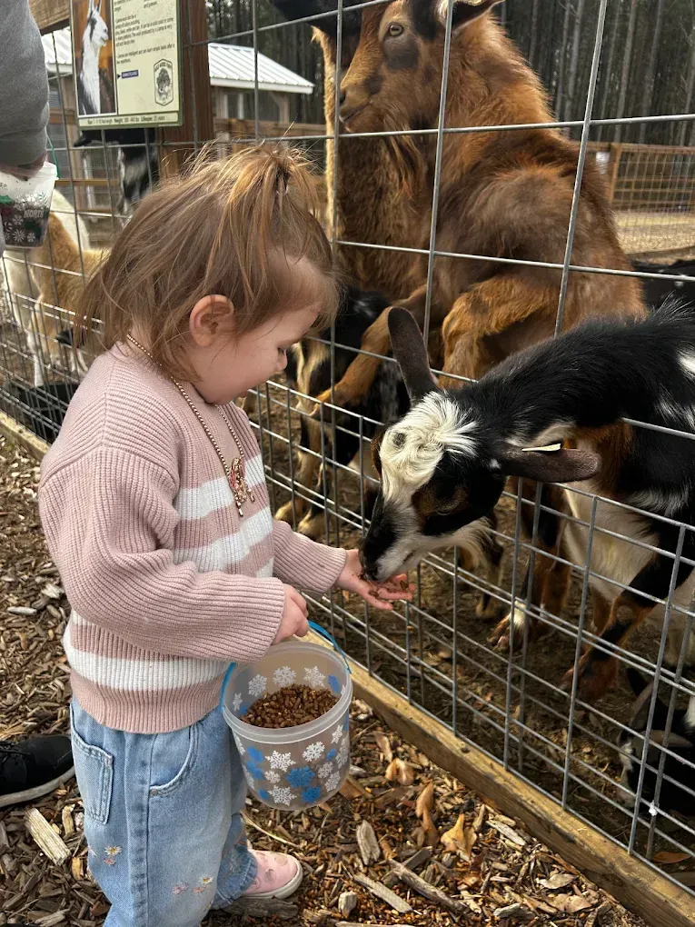 Child in a yellow dress feeding small puppies outdoors at sunset.