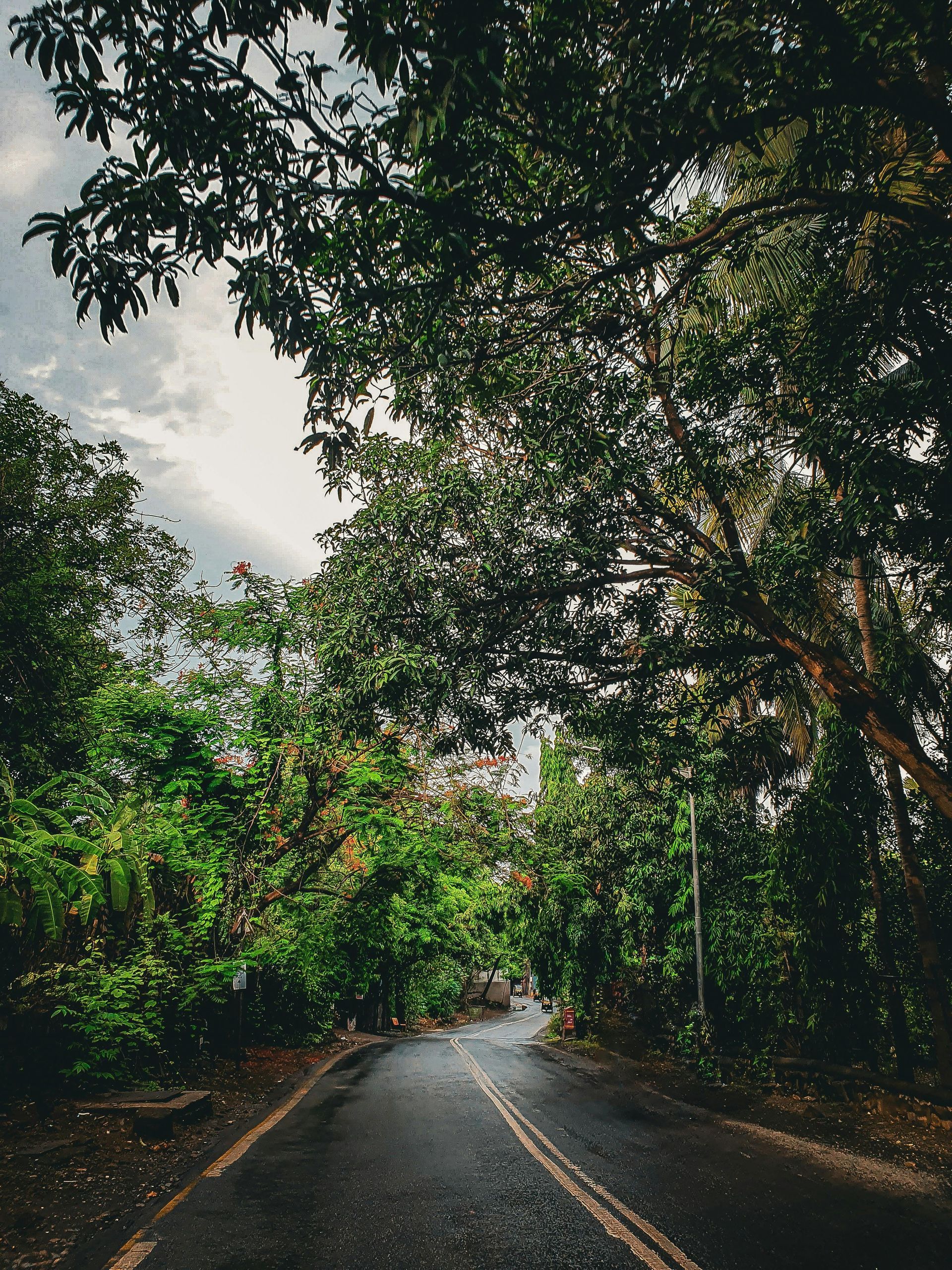 La carretera pavimentada serpentea a través de un exuberante bosque verde bajo un cielo nublado.
