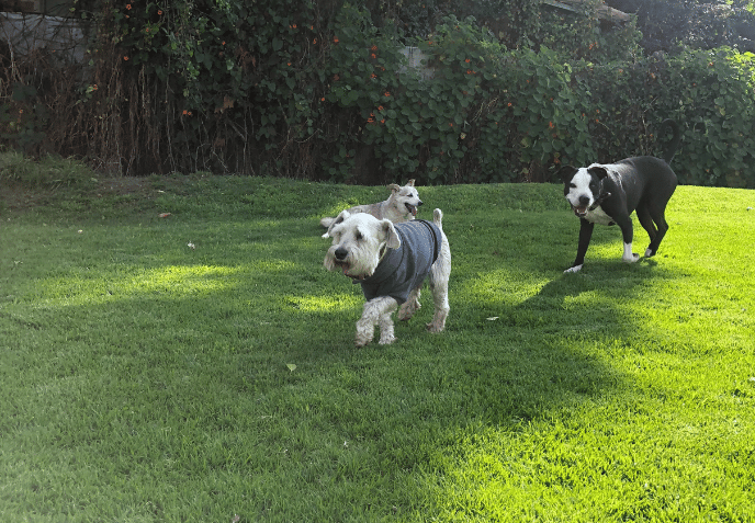 Dos perros corriendo por un césped verde bañado por el sol