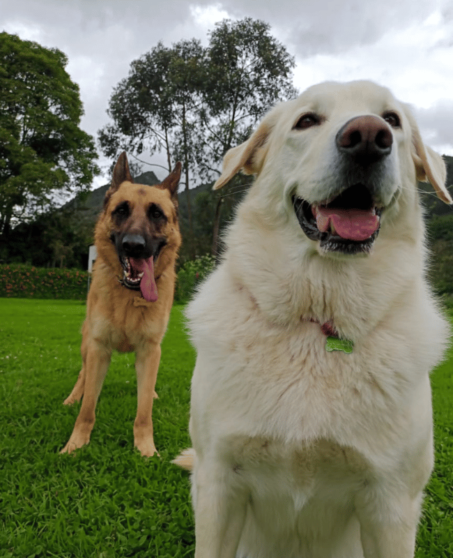 Dos perros felices sobre el césped: uno blanco delante y otro de color canela detrás, con árboles bajo un cielo nublado