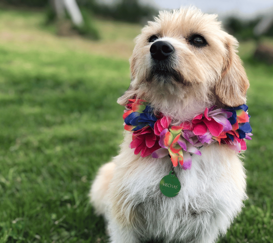 Perro pequeño de color canela con un collar de flores colorido, sentado sobre el césped al aire libre