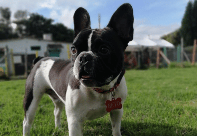 Bulldog francés blanco y negro de pie sobre el césped, con un collar rojo, en un jardín soleado