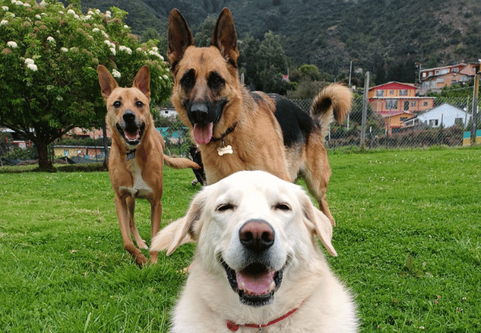 Tres perros en el césped: uno blanco en primer plano y dos pastores alemanes detrás, en una zona de parque.