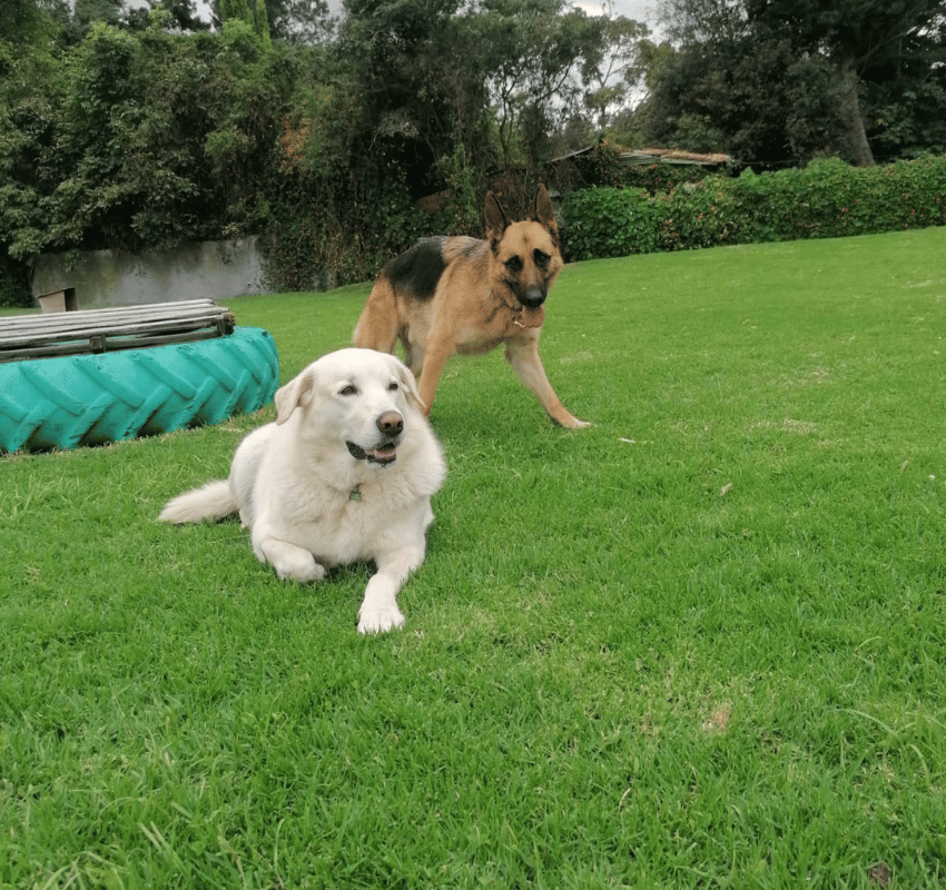 Dos perros jugando en un césped verde: uno blanco tumbado y otro de color canela de pie detrás.