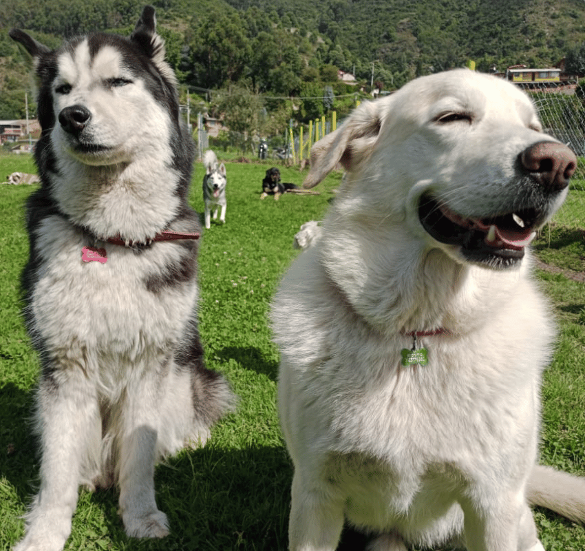 Dos perros peludos sentados sobre el césped de un parque soleado, uno blanco y negro y el otro blanco, ambos con collar