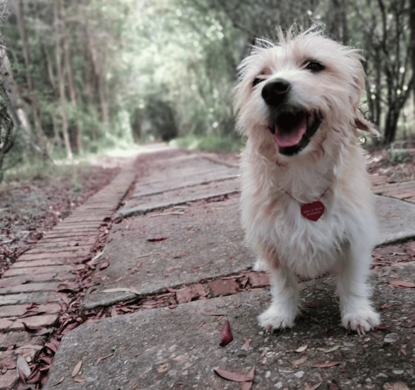 Perro pequeño, blanco y peludo, con una placa roja, parado en un sendero boscoso, con la lengua fuera y mirando a la cámara.