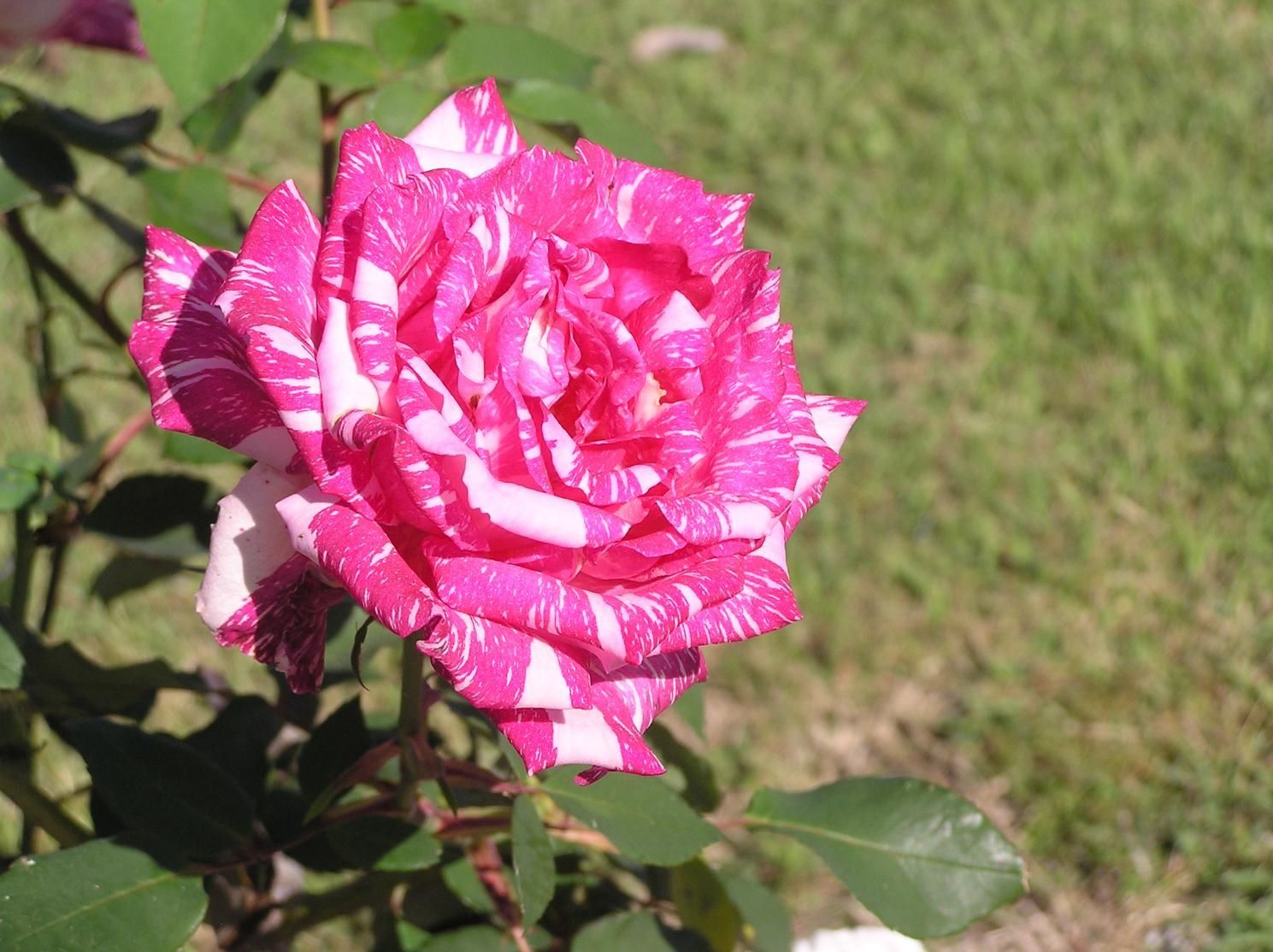 Pink and White Striped Rose in Full Bloom, with Green Leaves — Rockhampton Crematorium in Norman Gardens, QLD