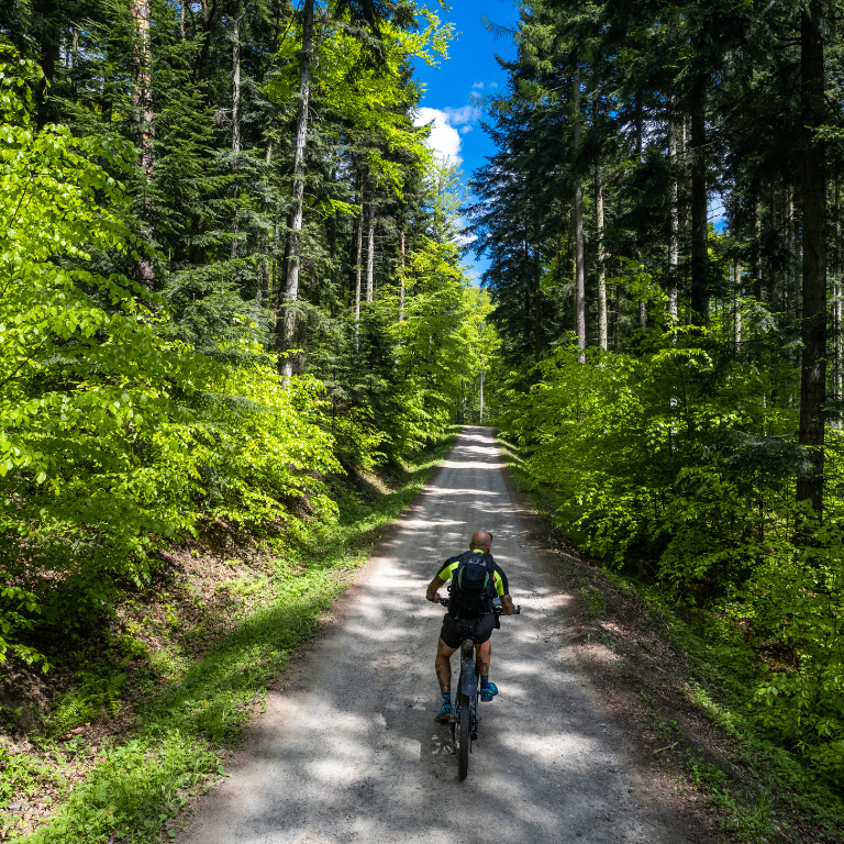 Cyclist rides a mountain bike down a dirt path through a lush green forest on a sunny day.