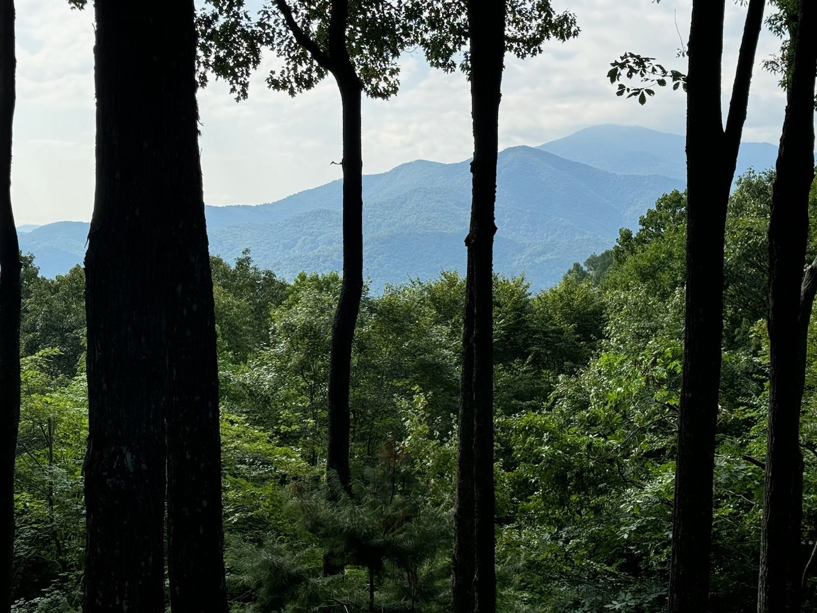 View Clearing Tree Removal Boone Blowing Rock Banner Elk Linville NC
