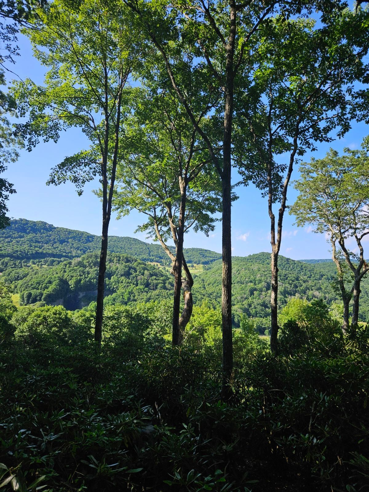 Tree Removal Boone Blowing Rock Banner Elk Linville NC  Newland