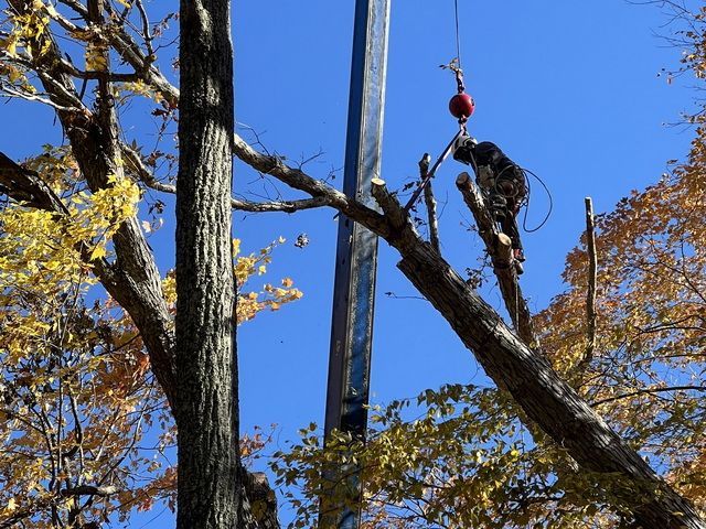 Tree Removal Boone Blowing Rock Banner Elk Linville NC  