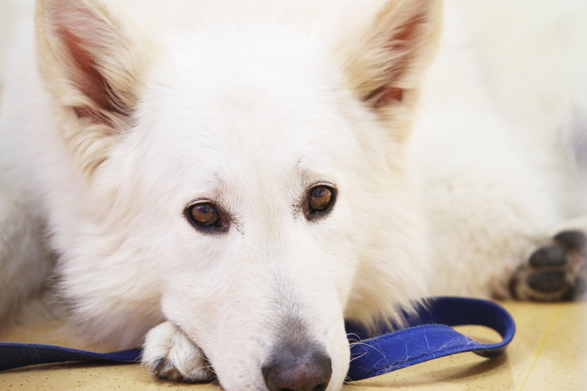 Cane bianco con occhi marroni che appoggia la testa su una zampa, con guinzaglio blu nelle vicinanze.