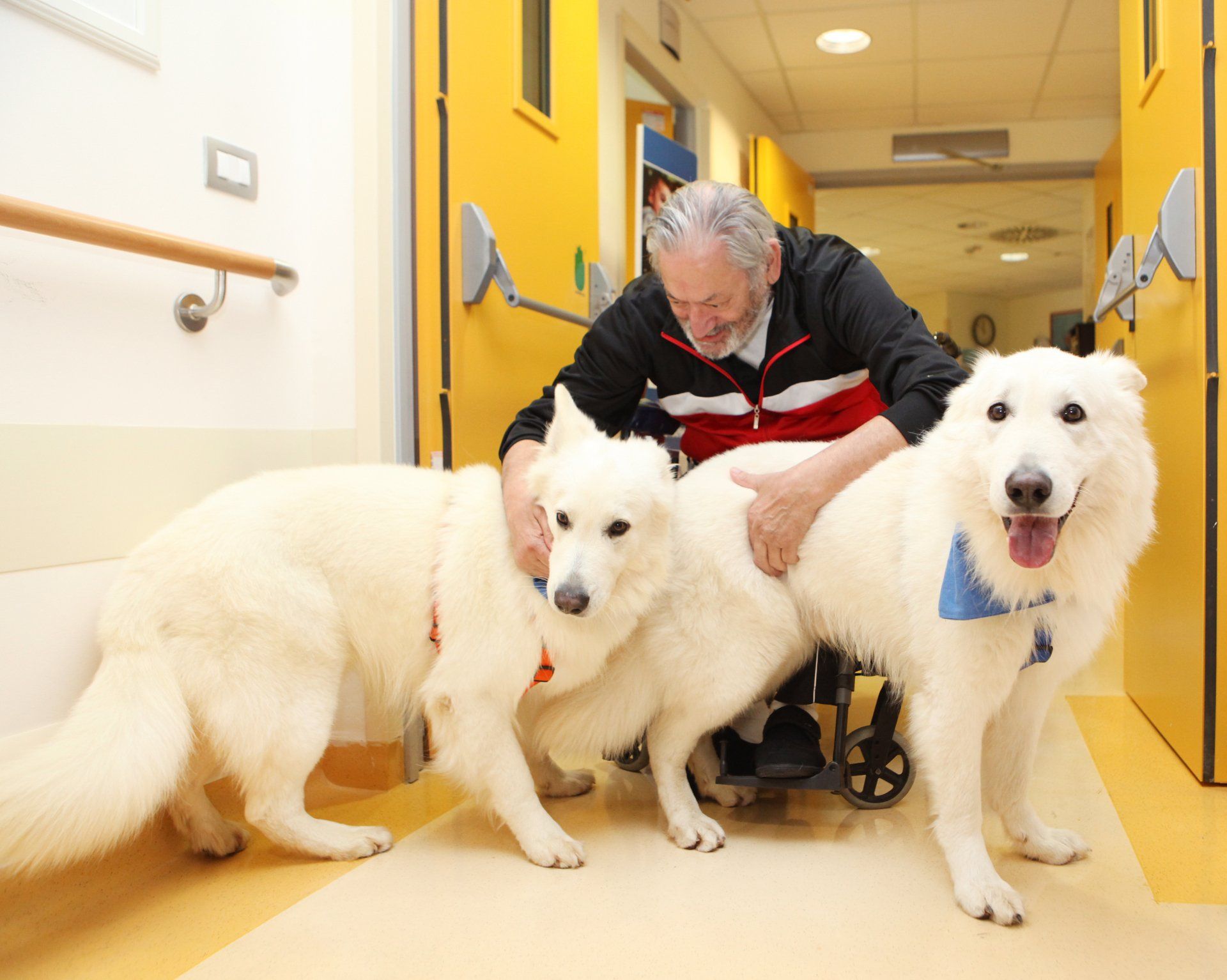 Un uomo in sedia a rotelle accarezza tre cani bianchi in un corridoio dalle pareti gialle.